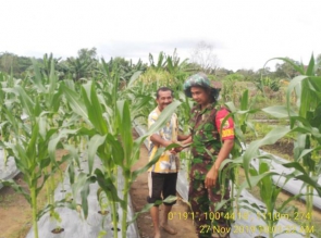 WUJUDKAN KETAHANAN PANGAN, BABINSA KORAMIL XIII KOTO KAMPAR AKTIF BANTU PETANI