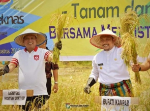 Bersampena Harteknas, Menristekdikti RI Panen Padi Sawah di Kampar.