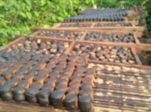 Gambir Desa Tabing Khususnya Koto Kampar Hulu Masuk Kepasar Lelang Komoditi Agro