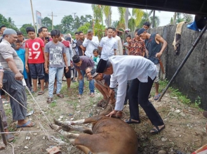 Kapolres Kampar Sembelih Sendiri Hewan Kurbannya