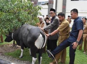 Bupati Serahkan 32 Hewan Qurban ASN
