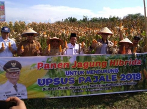 Bupati Panen Jagung Hibrida Proyek Percontohan di Tambang.