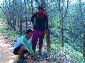  Petani Koto Tuo Resah, Harimau Berkeliaran di Kebun Warga