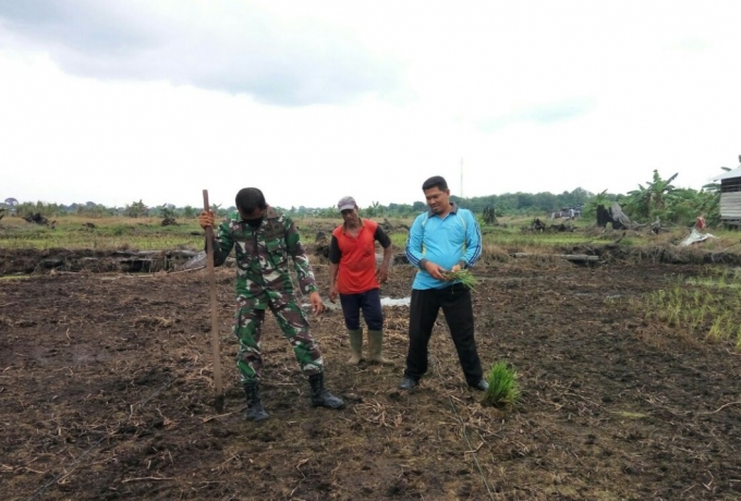 Dukung Program Ketahanan Pangan, TNI Bersama Warga Menanam Padi