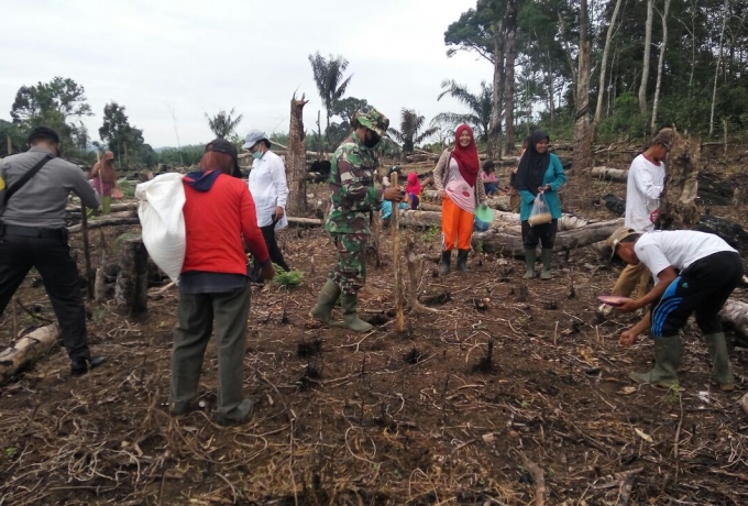 Babinsa Koramil 02/Rambah Kodim 0313/KPR Beserta PORKOPINCAM  Bantu Petani Tanam Padi Gogo 