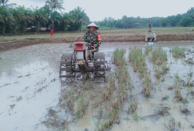 Dalam Rangka meningkatkan Ketahanan Pangan, Babinsa Koramil 02/Rambah Kodim 0313/KPR Turun Kesawah