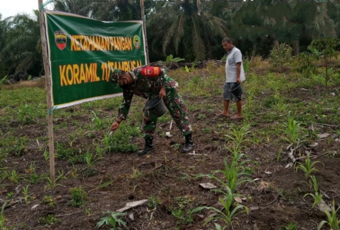Petani Dan Babinsa Di Tambusai Utara Intensif Periksa Perkembangan Tanaman Jagung