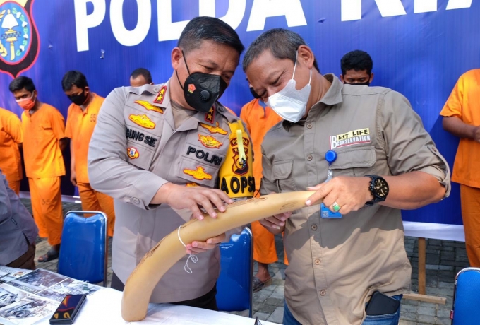 Polda Riau Tangkap 3 Orang Tersangka Sindikat Perdagangan Gading Gajah