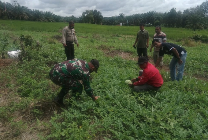 Babinsa Motivasi Petani Guna Menyukseskan Program Ketahanan Pangan