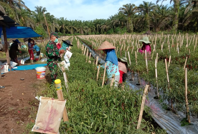 Petani Cabai Jadi Sasaran Komsos Babinsa Koramil 06/SH