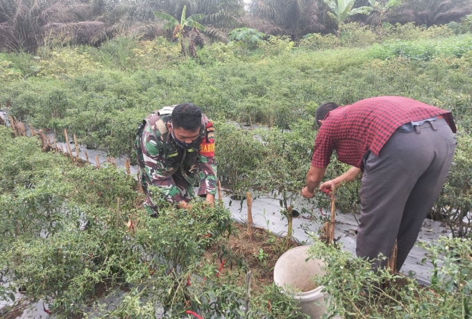 Jalin Kebersamaan, Babinsa Koramil 16/Tapung Kodim 0313/KPR Bantu Petani Panen Cabe