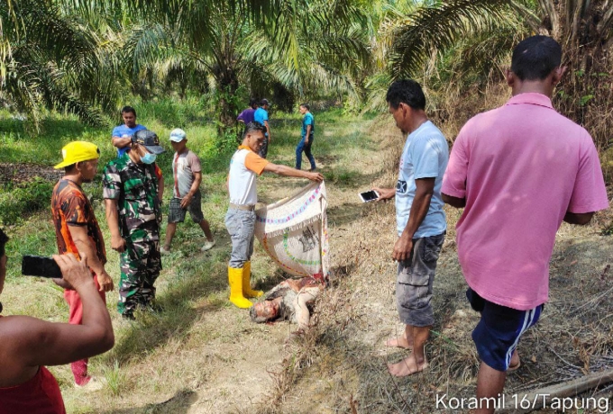 Sertu Dedi Isriadi Babinsa Koramil 16/Tapung Bantu Evakuasi Warga Yang meninggal Diduga Diamuk Gajah