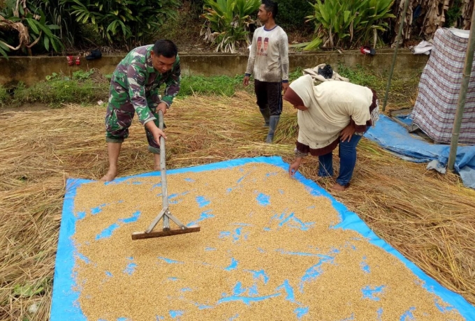 Babinsa Koramil 01/Bkn Turun ke Sawah Bantu Petani Panen Padi di Desa Binaan