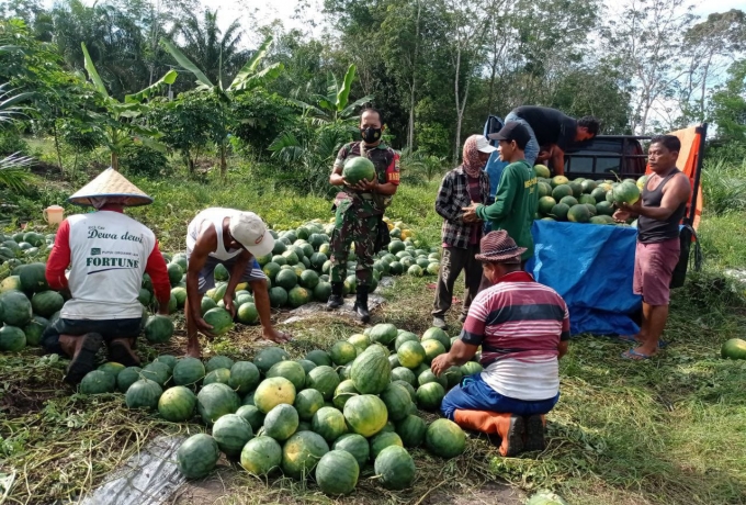 Komsos Babinsa Koramil 16/Tapung Bantu Warga Panen Semangka