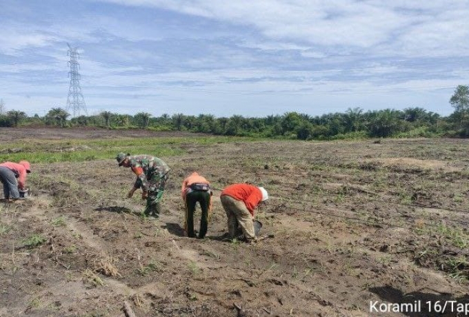 Tingkatkan Ketahanan Pangan, Babinsa Koramil 16/Tapung Bersama Petani Tanam Jagung