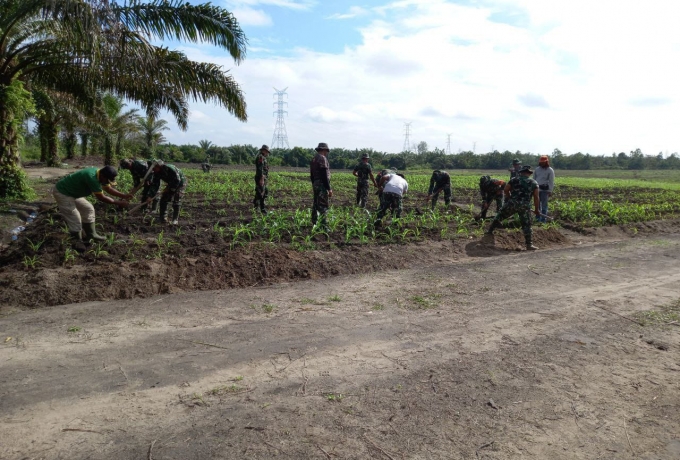 Sukseskan Hanpangan, Anggota Koramil 16/Tapung Rawat Tanaman Jagung Di Lahan Ketahanan Pangan