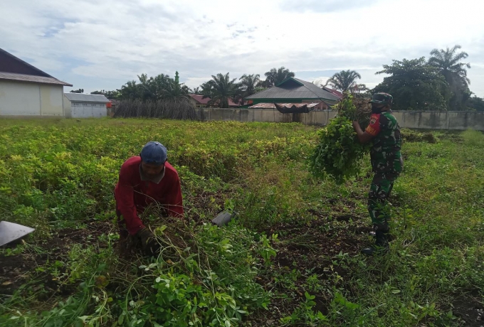 Sukseskan Ketahanan Pangan, Babinsa Koramil 16/Tapung Bantu Warga Panen Kacang Tanah
