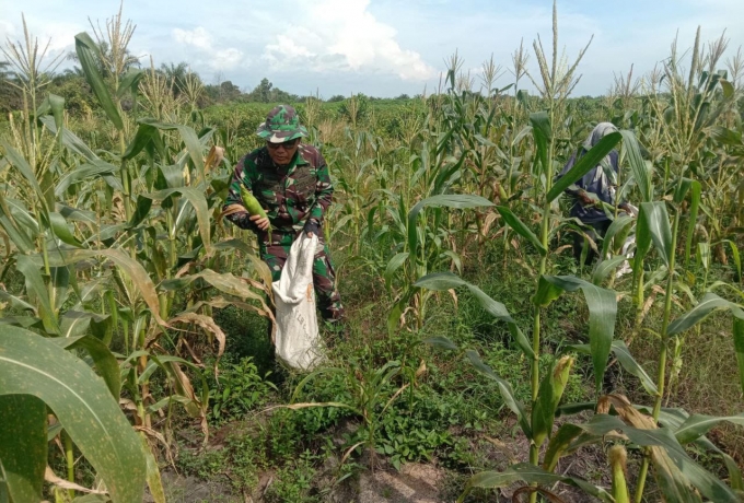 Dukung Program Ketahanan Pangan, Babinsa Koramil 16/Tapung Bantu Petani Panen Jagung