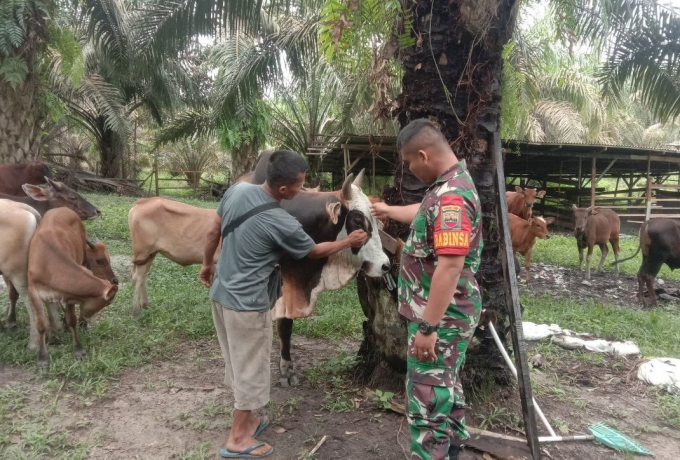 Untuk Mencegah PMK, Babinsa Koramil 16/Tapung Memantau Sapi Milik Warga Binaan