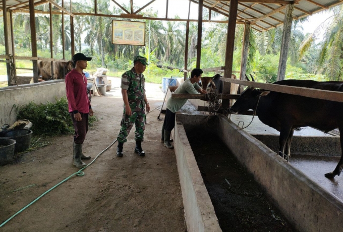 Sambangi Pemilik Ternak Sapi, Babinsa Koramil 16/Tapung Pantau PMK
