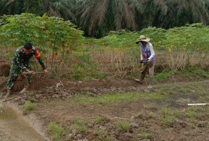Ketahanan Pangan, Babinsa Koramil 08/TDN Kembali Dampingi Petani Hanpangan Ubi Kayu