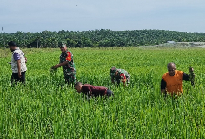 Dukung Program Hanpangan, Babinsa Dampingi POK Tani Cek Pertumbuhan Padi