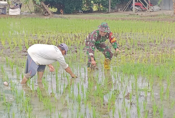Bantu Menanam dan Menyiangi Padi, Babinsa Koramil 16/Tapung Terjun Langsung Bantu Petani