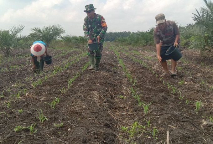 Upaya Tingkatkan Hasil Produksi, Babinsa Koramil 16/Tapung Bantu Petani Pupuk Tanaman Jagung