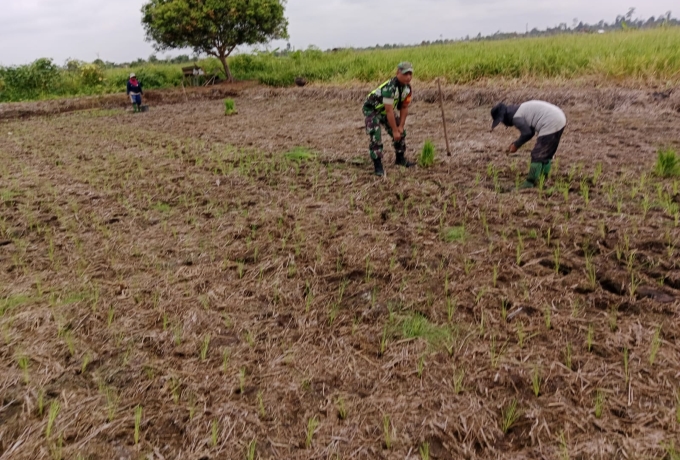 Babinsa Koramil 03/ Bunut Dampingi Petani Menanam Padi, Untuk Mempercepat Masa Tanam 