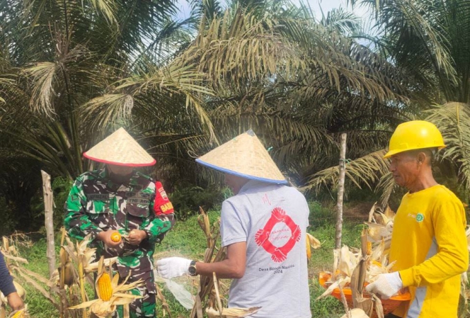 Serda Jefrijal Babinsa Koramil 10 Kunto Darussalam Bantu Petani Panen Jagung