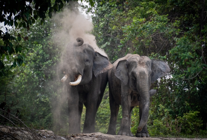 Jadi Sahabat Gajah, Program Konservasi Multispesies PHR Kurangi Interaksi Negatif