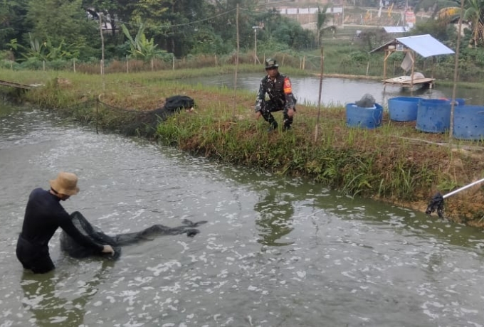Sertu Purwanto Hadiri Panen Ikan Patin Program Ketahanan Pangan di Desa Pulau Gadang