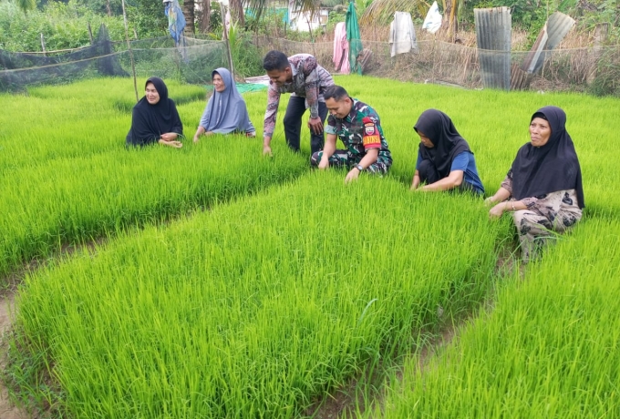 Sertu Supriadi Babinsa Koramil 01/ Bkn Turun ke Sawah Bantu Warga Tanam Padi