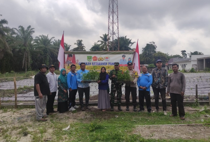 Babinsa Koramil 11/Tambusai Ikut Serta Dalam Penanaman Cabai Di Tambusai Utara