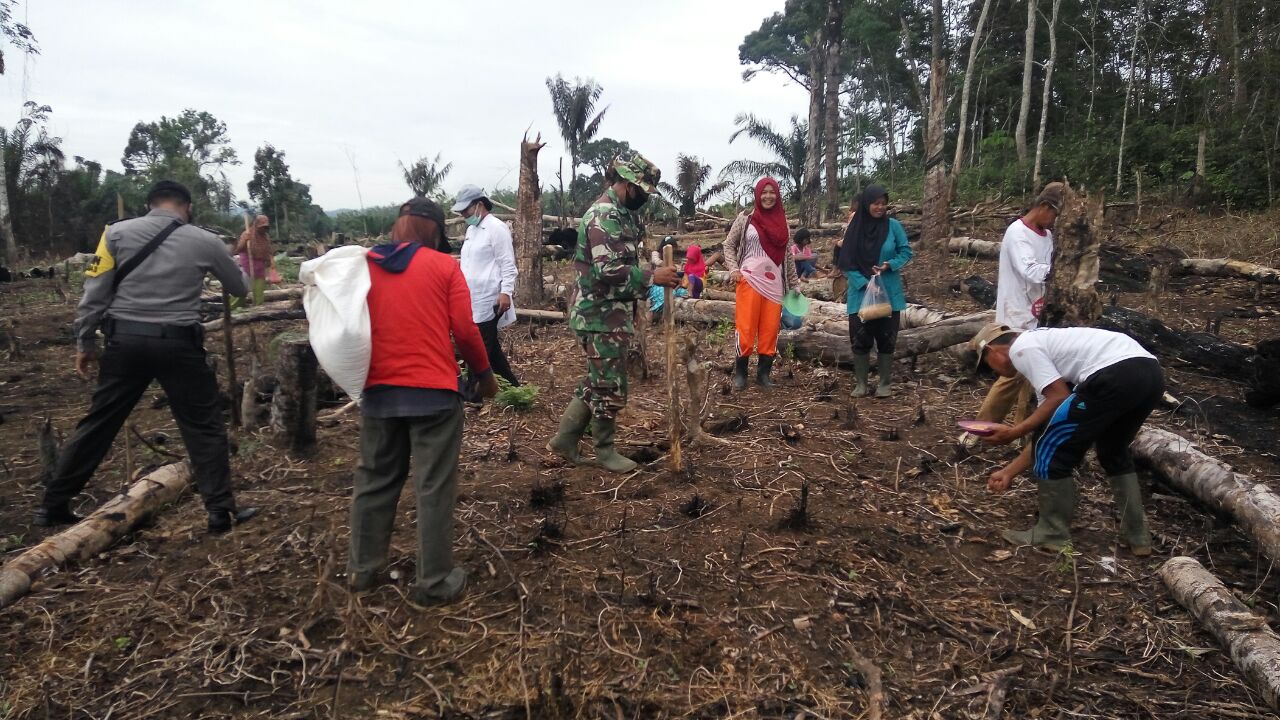 Babinsa Koramil 02/Rambah Kodim 0313/KPR Beserta PORKOPINCAM  Bantu Petani Tanam Padi Gogo 