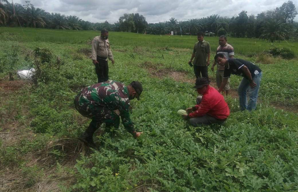 Babinsa Motivasi Petani Guna Menyukseskan Program Ketahanan Pangan