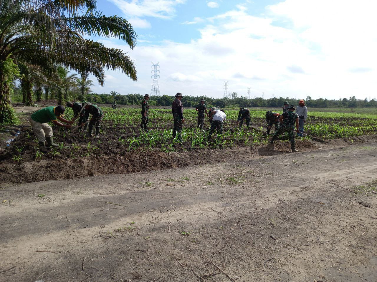 Sukseskan Hanpangan, Anggota Koramil 16/Tapung Rawat Tanaman Jagung Di Lahan Ketahanan Pangan