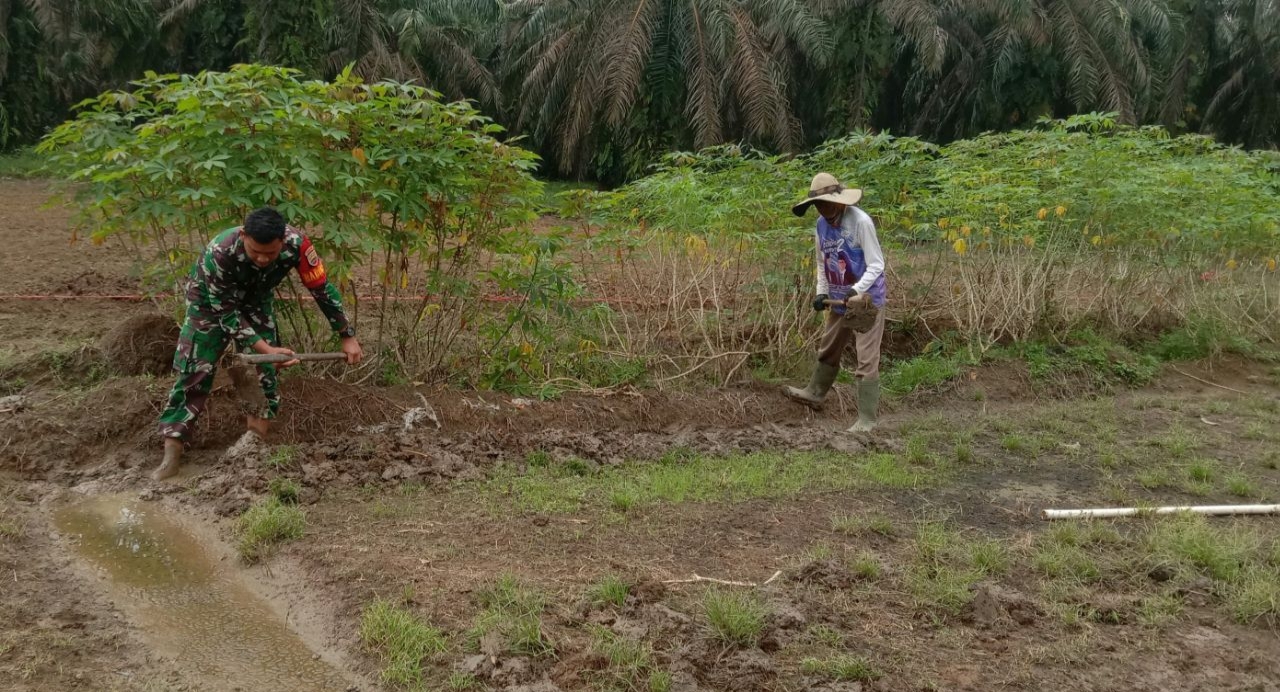 Ketahanan Pangan, Babinsa Koramil 08/TDN Kembali Dampingi Petani Hanpangan Ubi Kayu