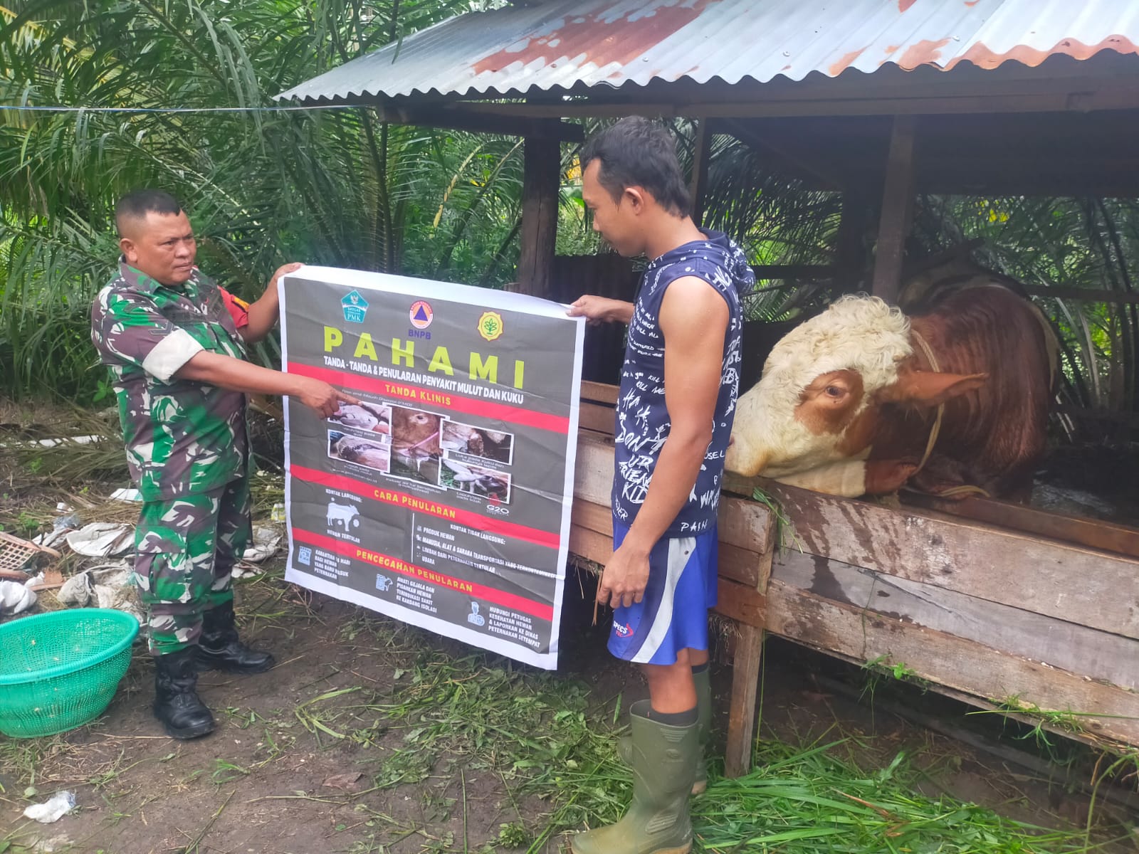 Babinsa Koramil 01/Bkn Kunjungi Peternak Sapi dan Sosialisasi Penyakit PMK