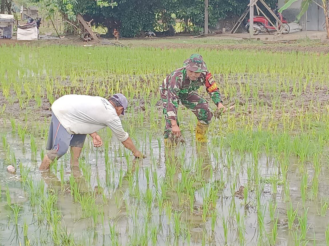 Bantu Menanam dan Menyiangi Padi, Babinsa Koramil 16/Tapung Terjun Langsung Bantu Petani